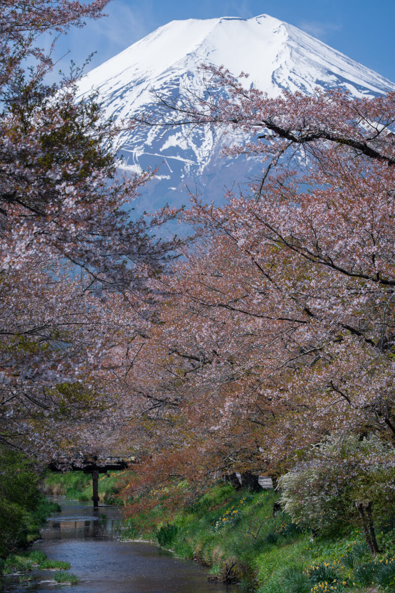 新名庄川の桜散り際写真