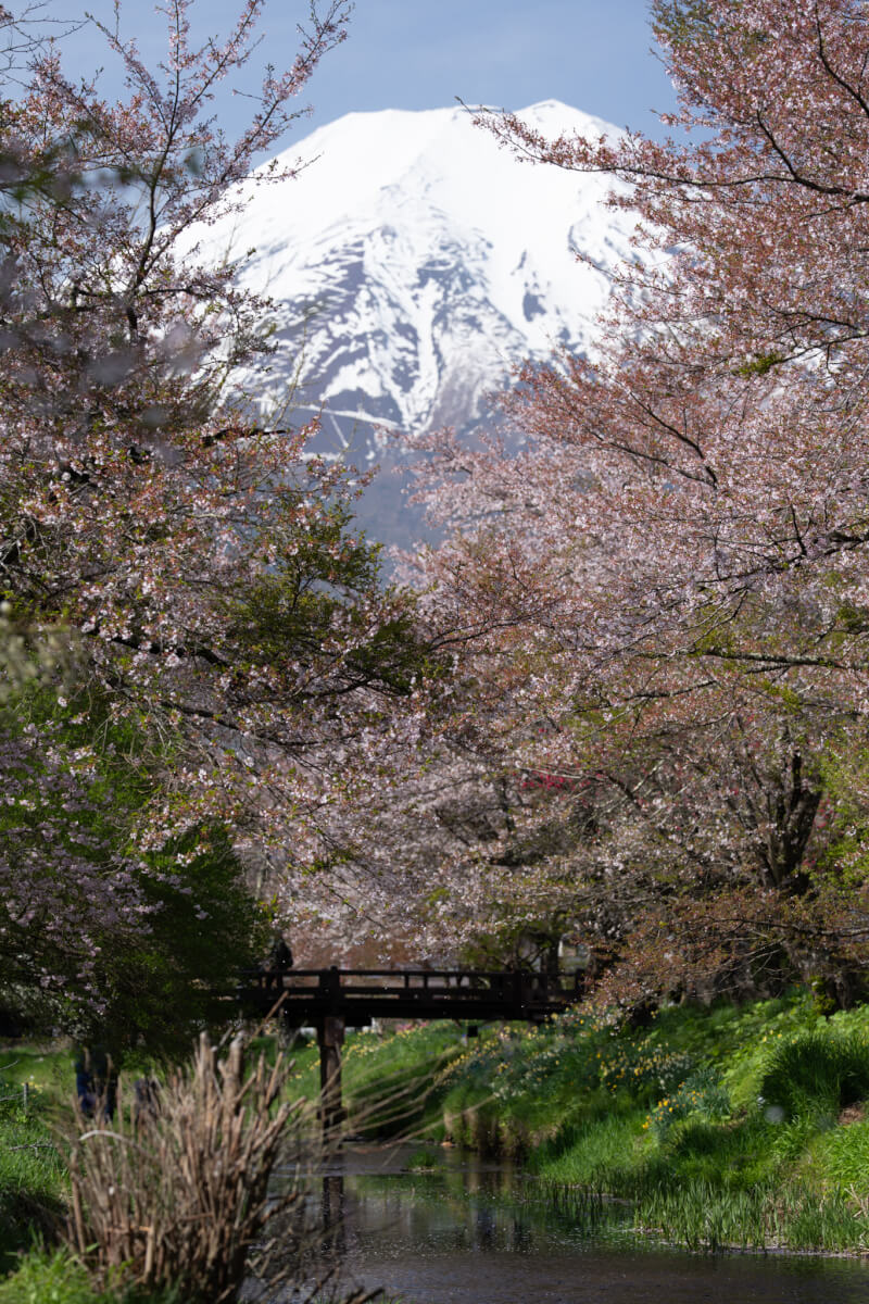 新名庄川の桜散り際写真