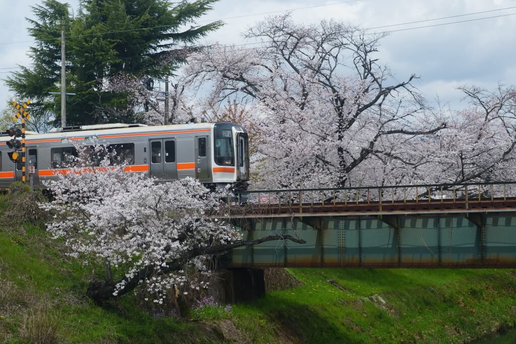 新境川堤の百十郎桜と鉄道写真