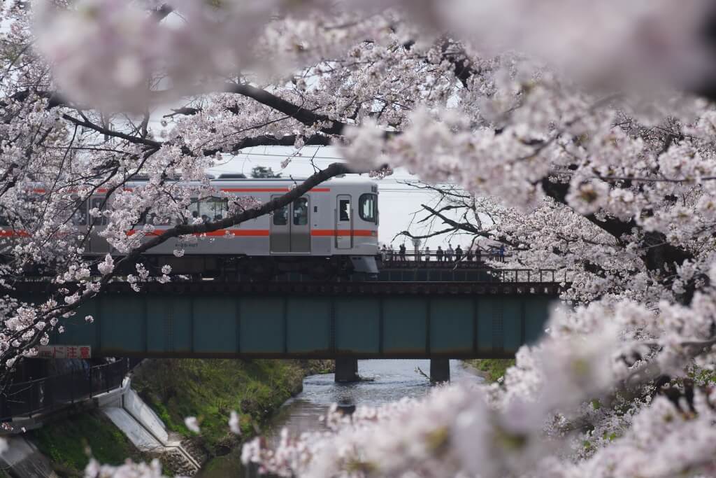 新境川堤の百十郎桜と鉄道写真