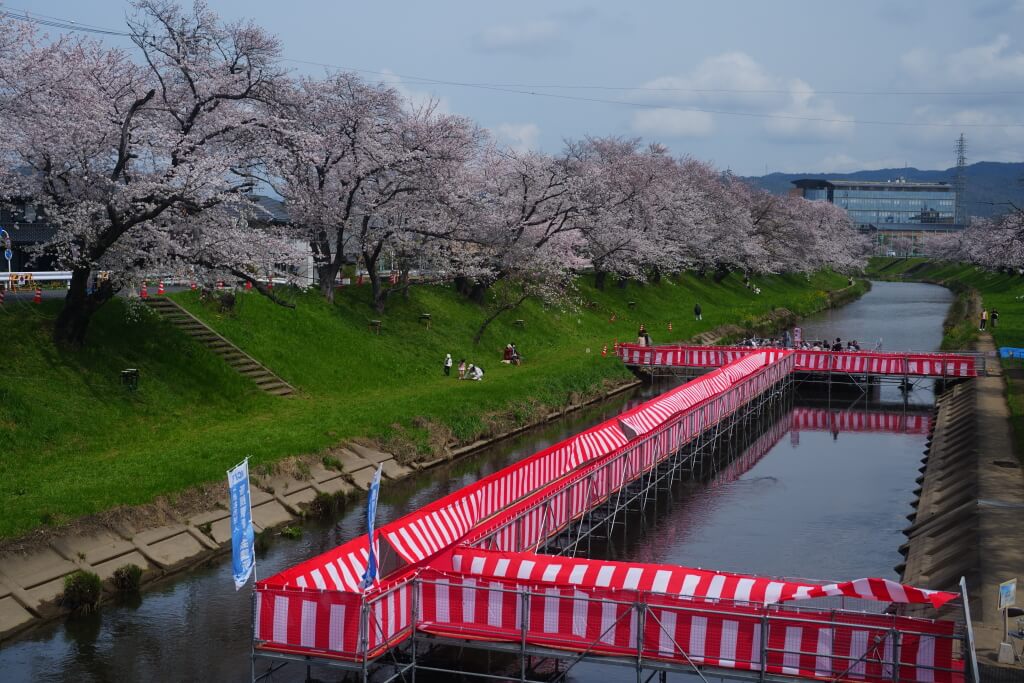 新境川堤の百十郎桜と鉄道写真