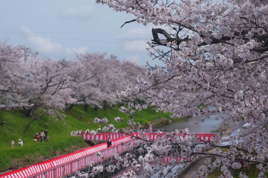 新境川堤の百十郎桜と鉄道写真