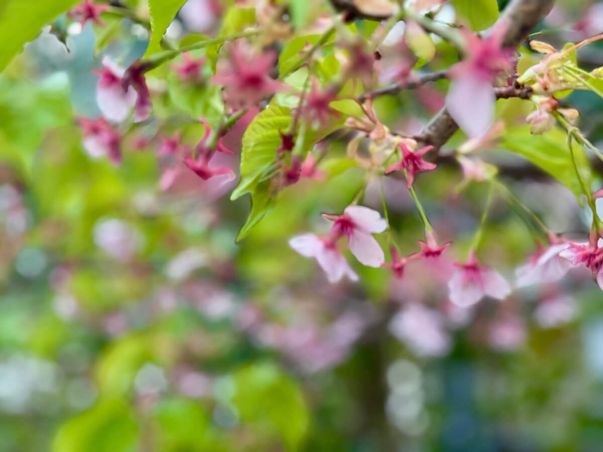 早春ランニングお花