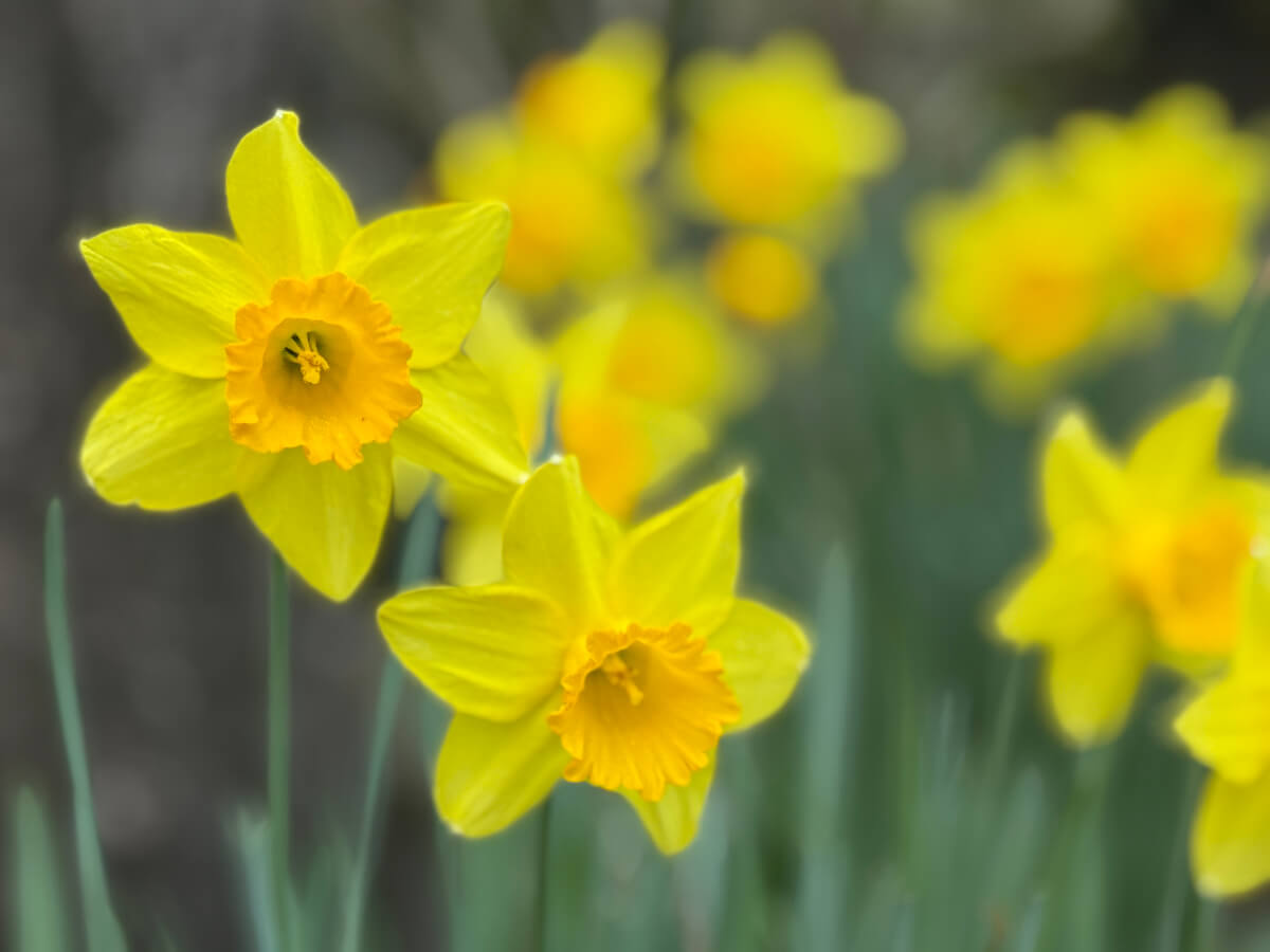早春ランニングお花