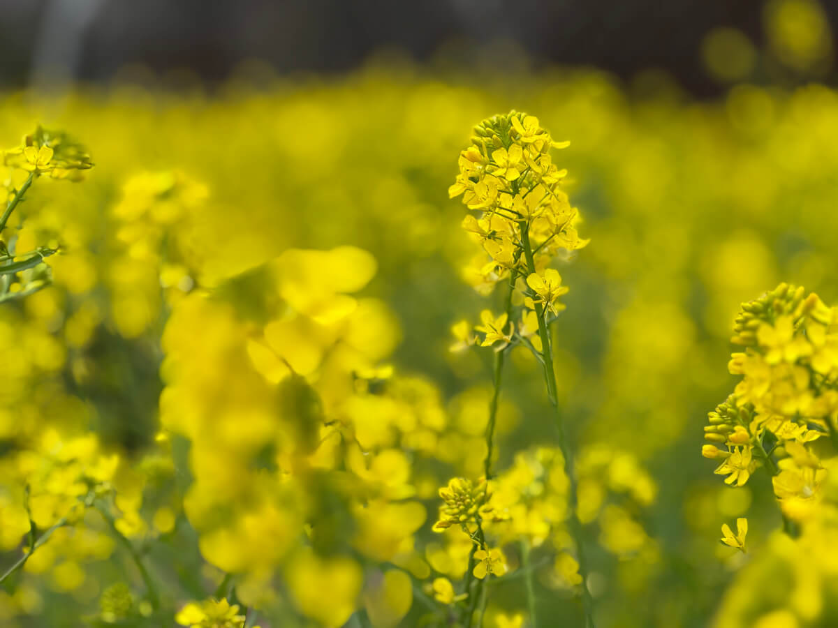 早春ランニングお花