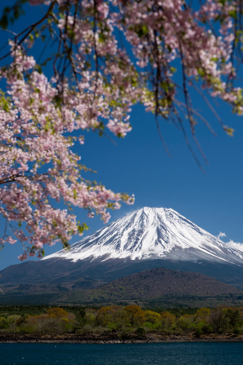 春桜の精進湖他手合浜