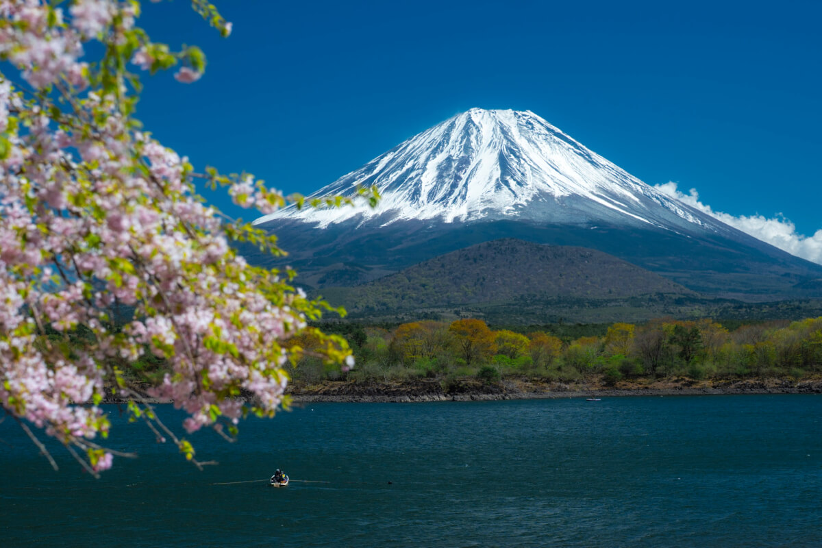 春桜の精進湖他手合浜
