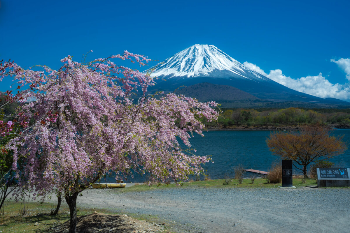 春桜の精進湖他手合浜