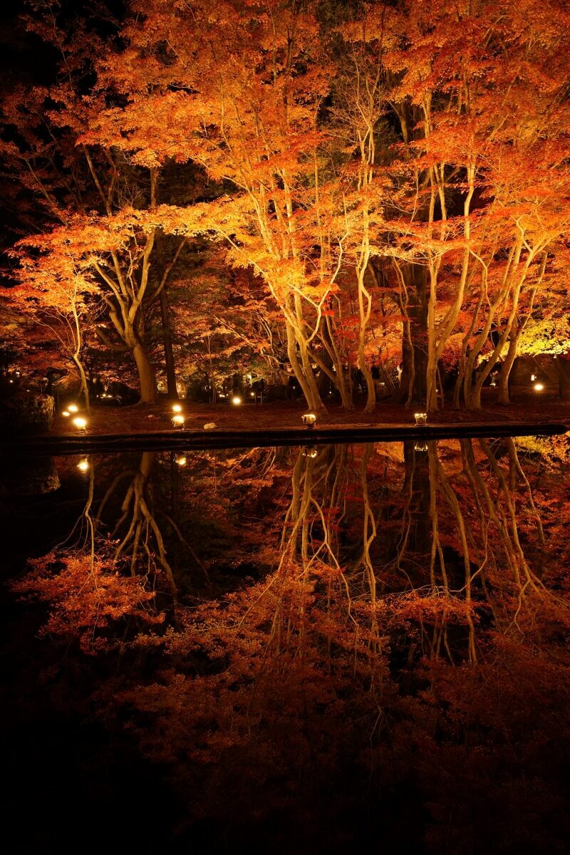 曽木公園の紅葉ライトアップ写真