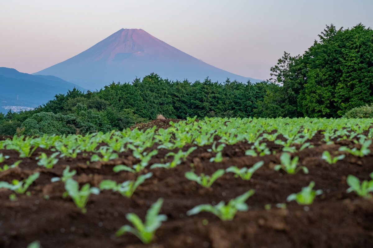 末広山公園あたりの田畑富士山写真撮影