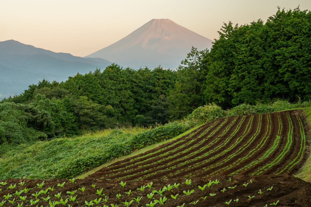 末広山公園あたりの田畑富士山写真撮影