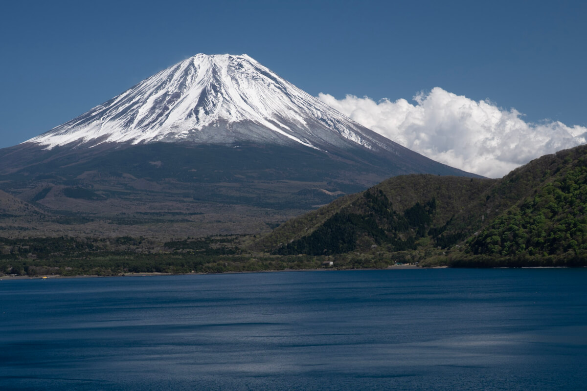 本栖湖展望公園の富士山の春
