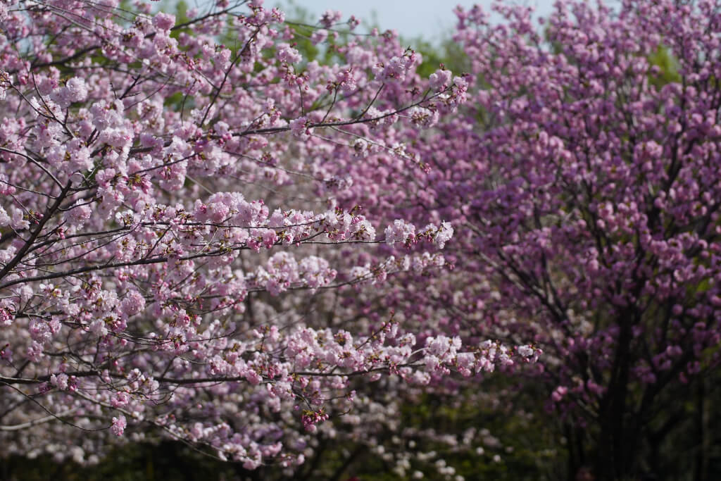 東山植物園の桜写真