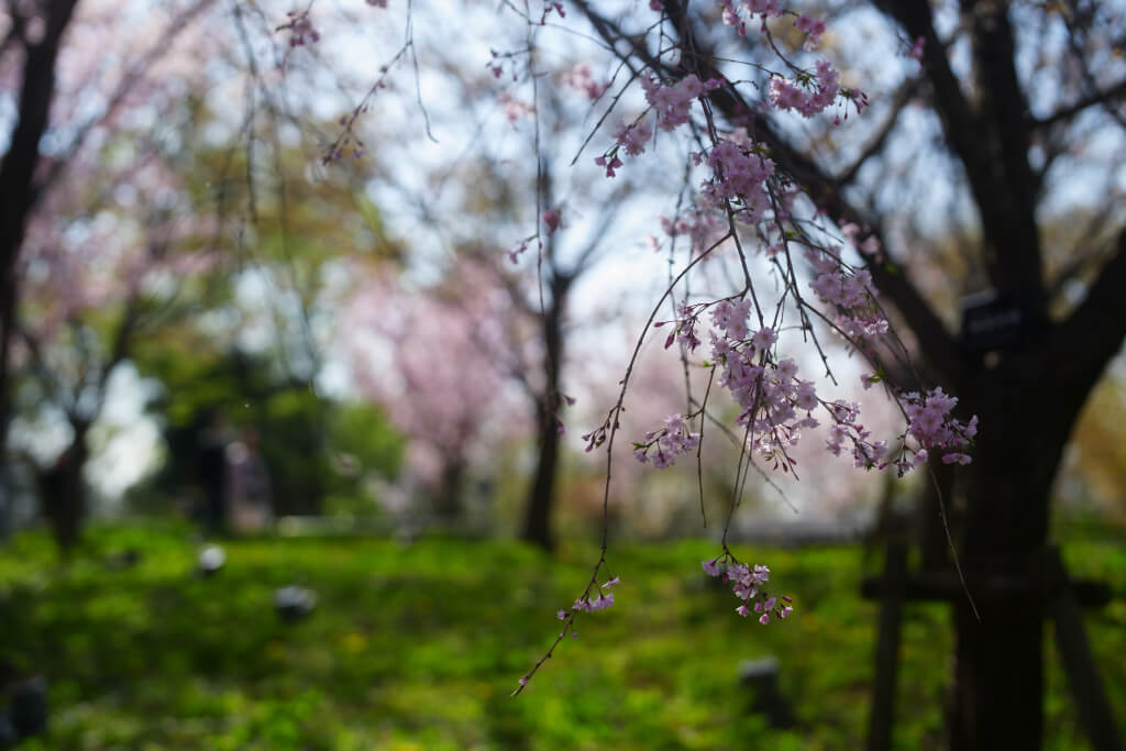 東山植物園の桜写真
