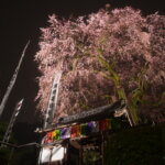 林陽寺しだれ桜ライトアップ