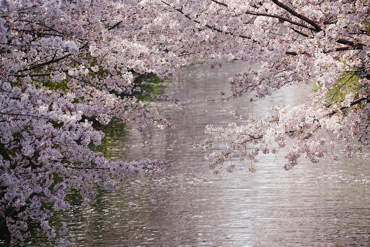 桜と伏見十石舟の写真
