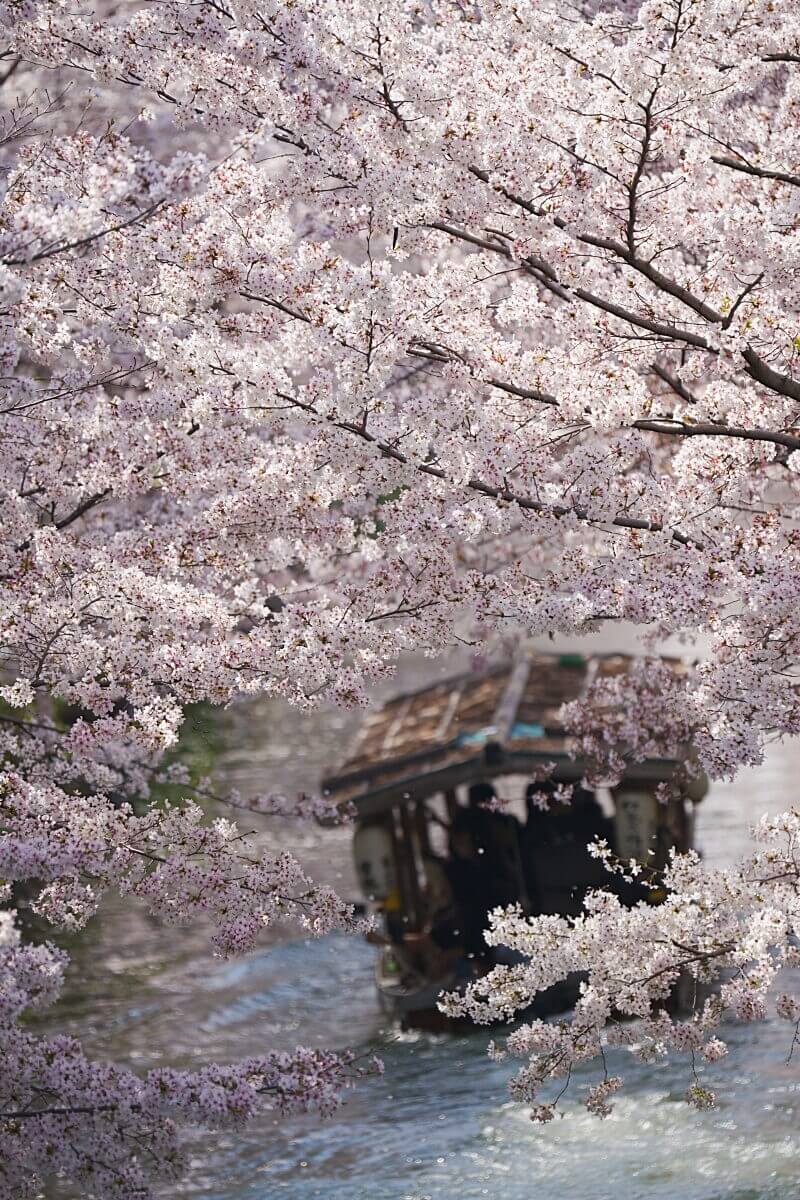 桜と伏見十石舟の写真