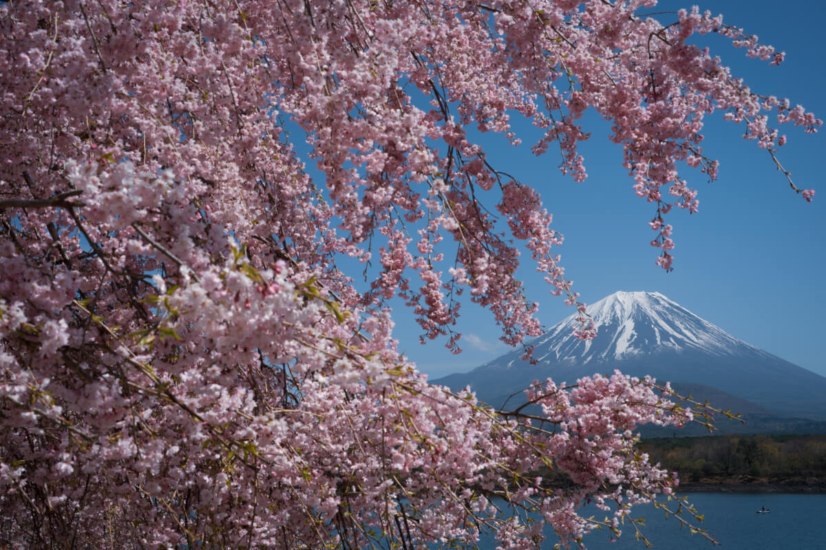 桜と精進湖他手合浜富士山