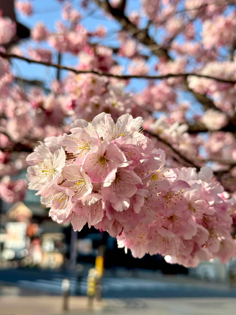 桜町交差点の桜