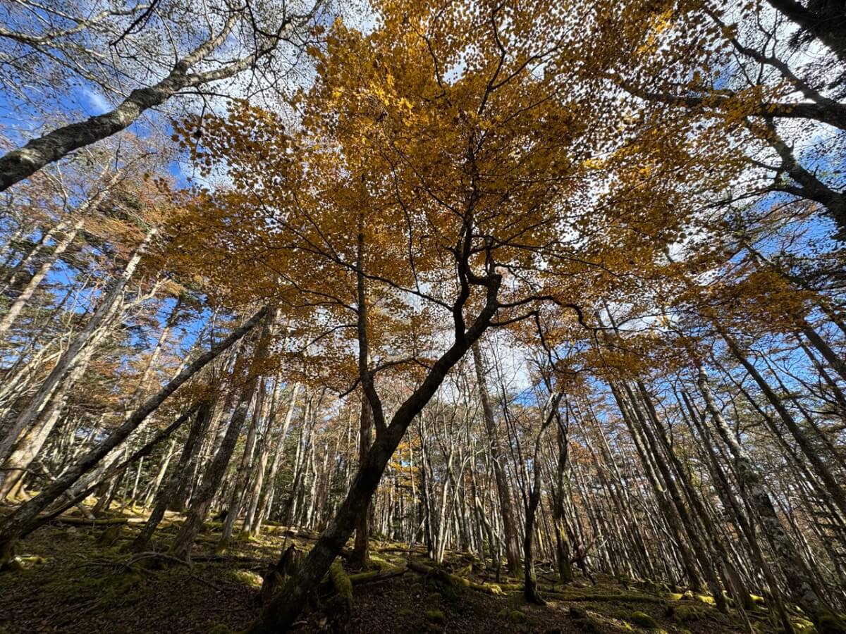 水ヶ塚宝永山トレラン写真