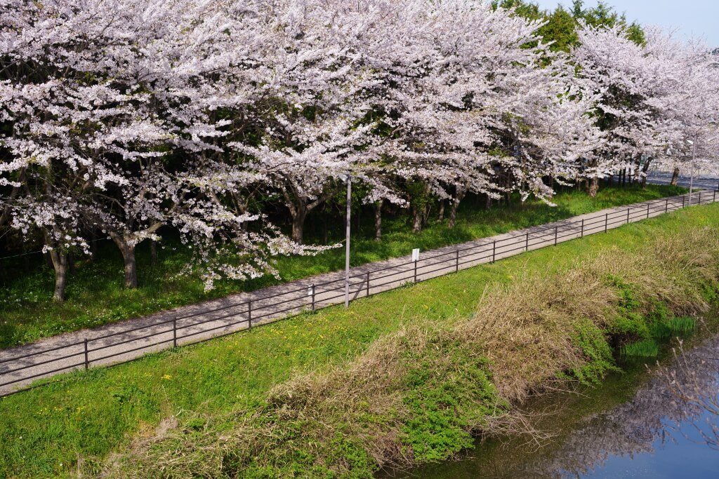 水口城跡の桜写真