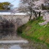 水口城跡の桜写真
