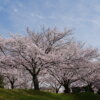 水無瀬川緑道公園の桜写真