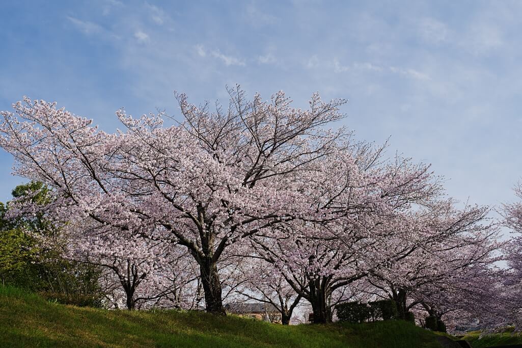 水無瀬川緑道公園の桜写真