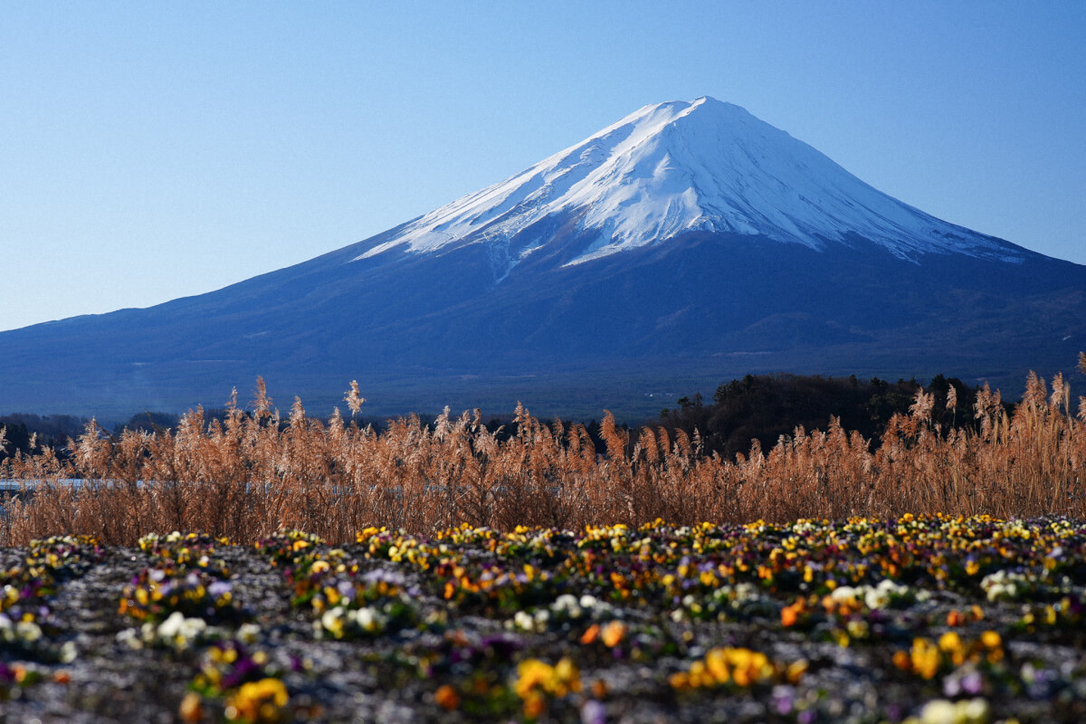 河口湖大石公園の冬お花