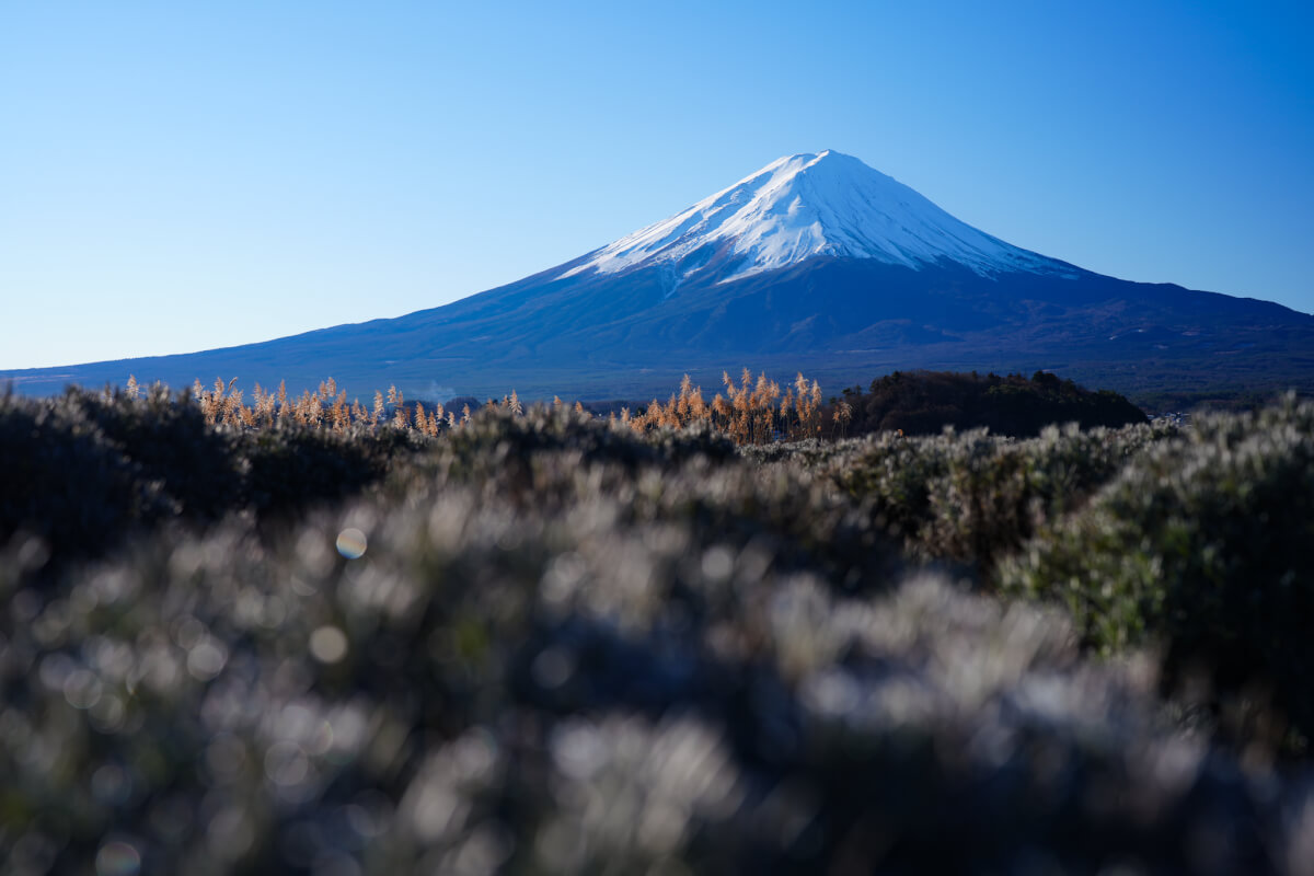 河口湖大石公園の冬お花