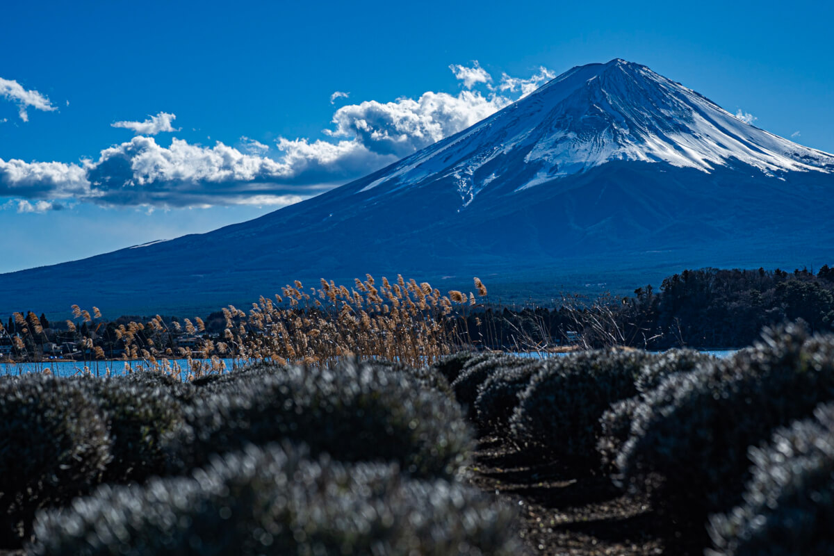 河口湖大石公園の富士山