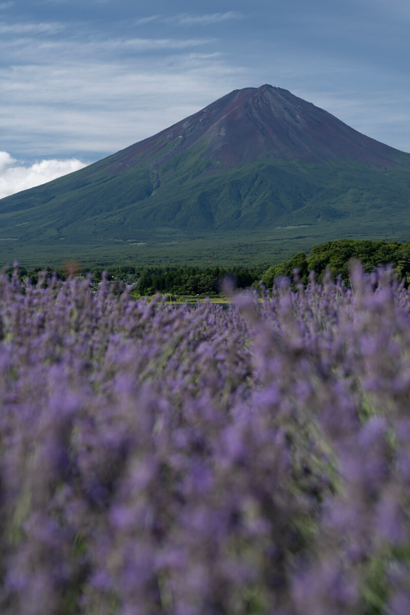 河口湖大石公園ラベンダー富士山