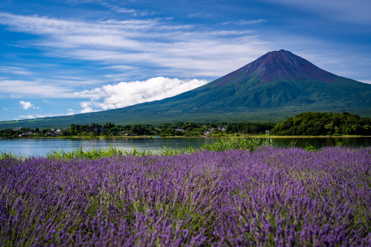 河口湖大石公園ラベンダー富士山