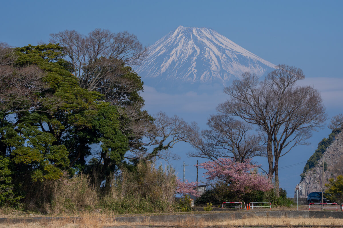 沼津井田の春写真スポット