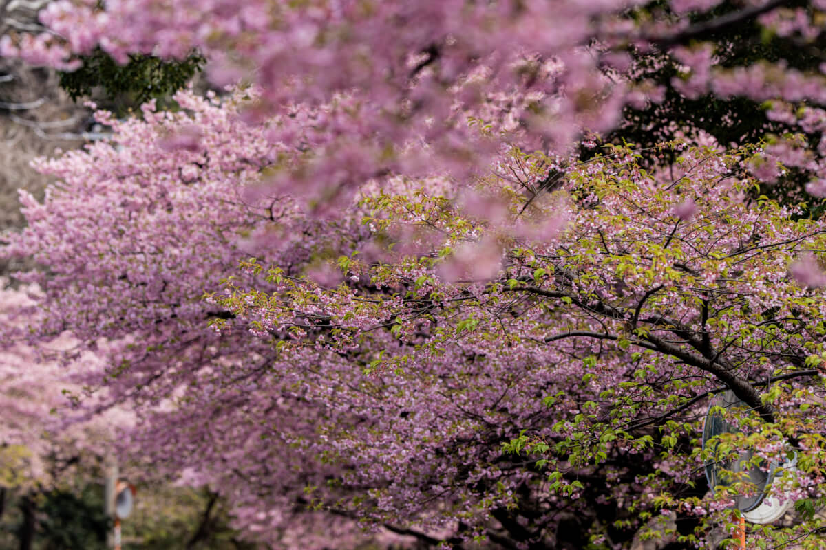 沼津井田の春写真スポット