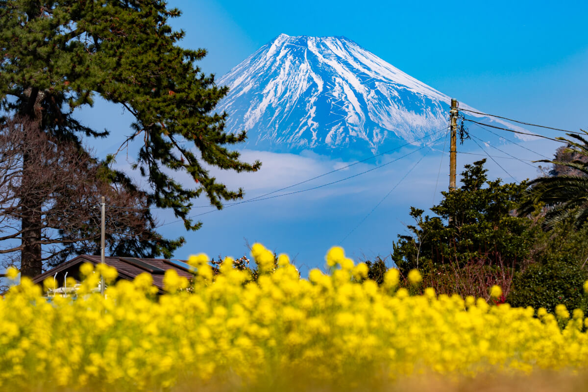 沼津井田の春写真スポット