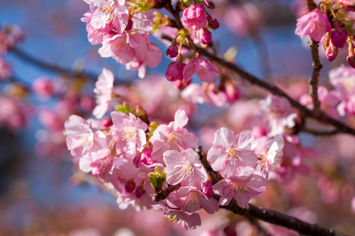 沼津市井田の河津桜