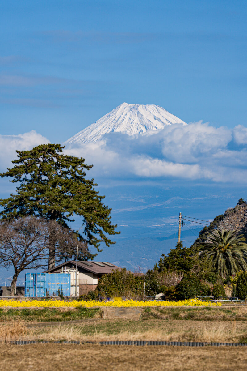 沼津市井田の菜の花畑