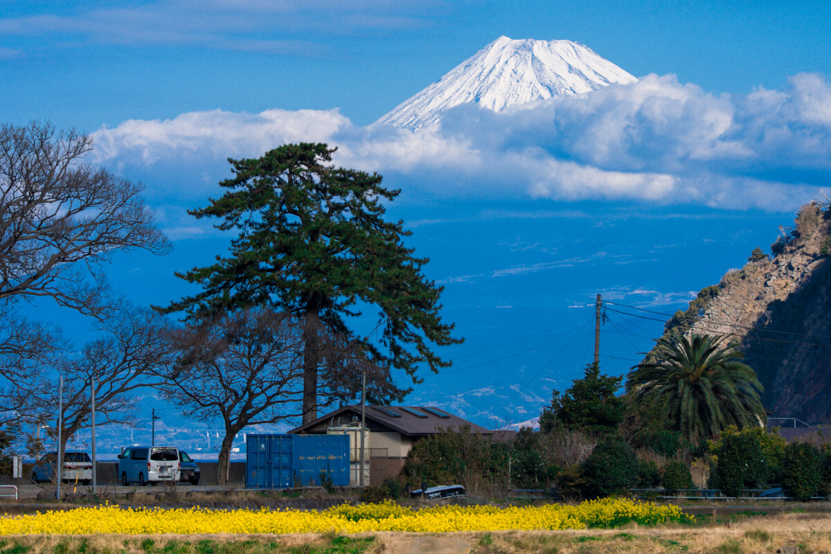 沼津市井田の菜の花畑