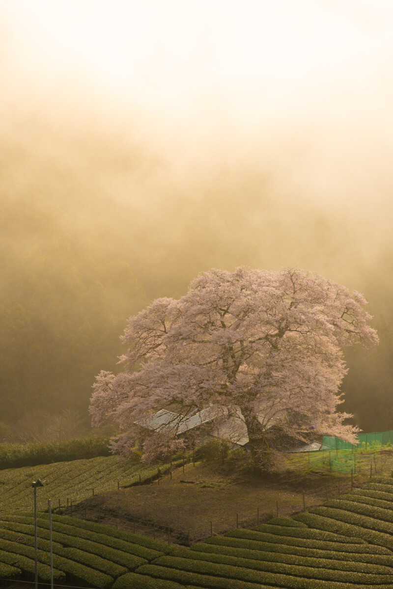 牛代の水目桜うしんしろのみずめざくら写真