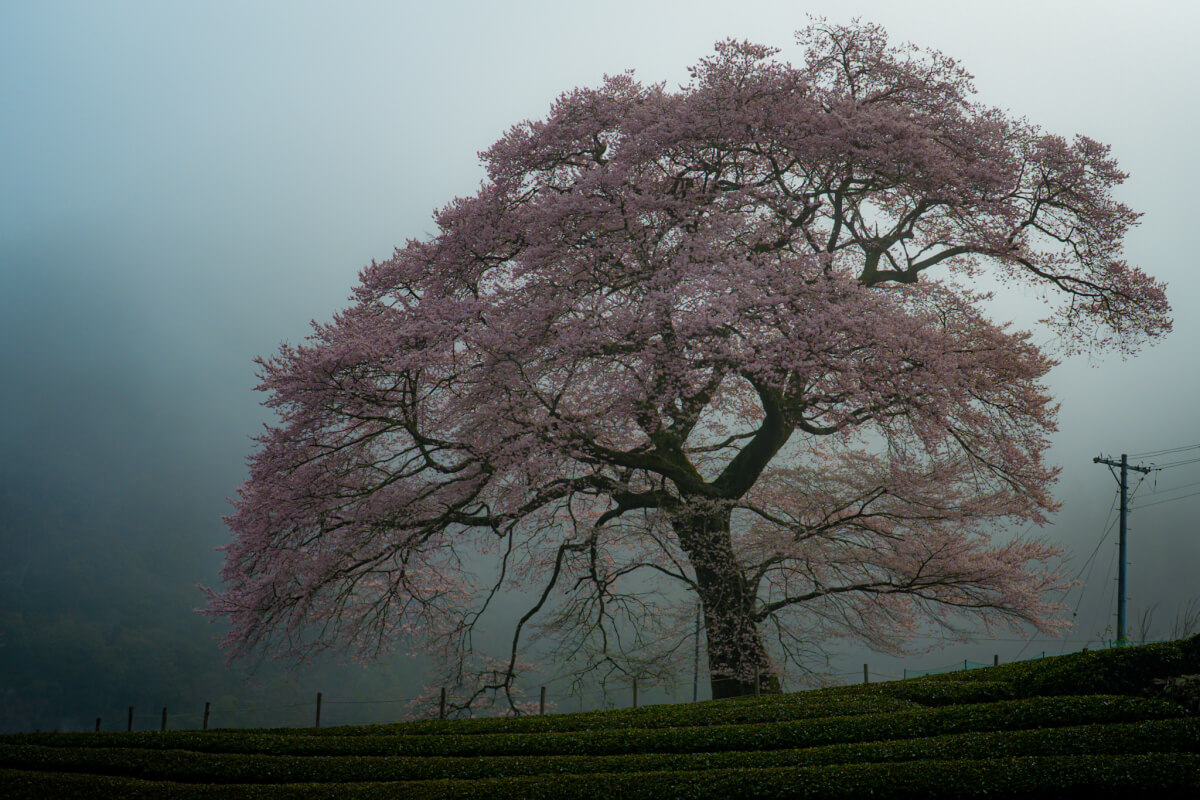 牛代の水目桜うしんしろのみずめざくら写真