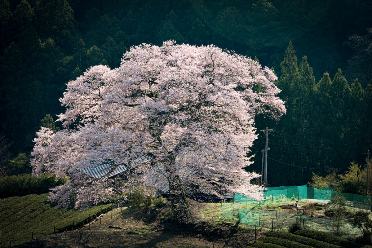 牛代の水目桜うしんしろのみずめざくら写真