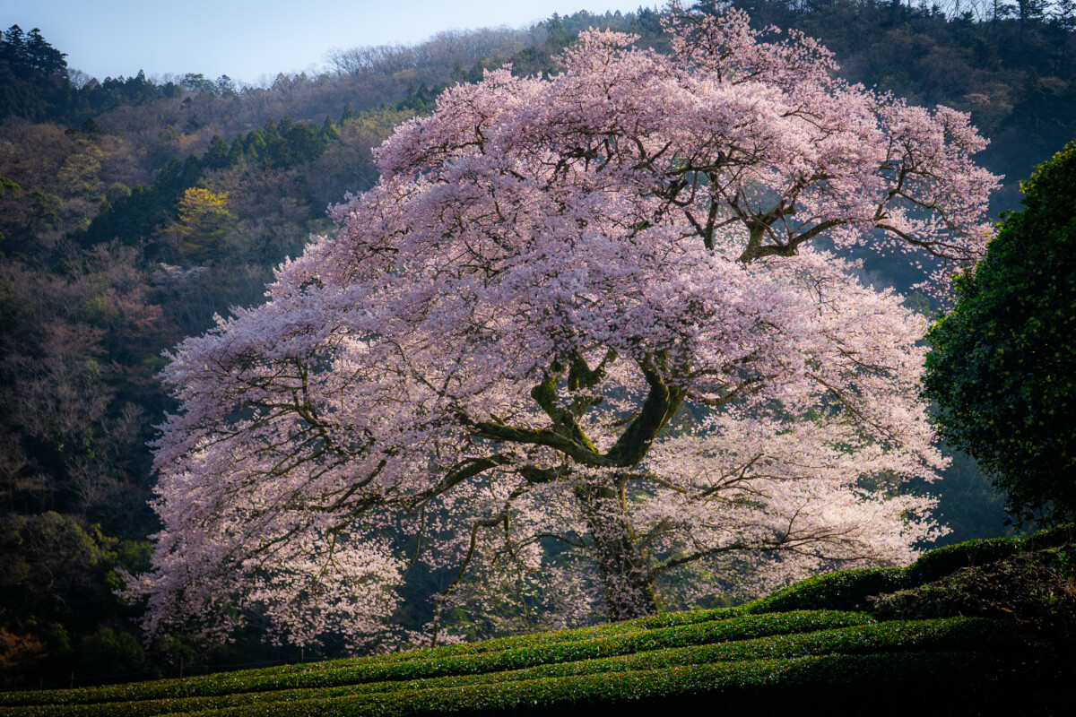 牛代の水目桜うしんしろのみずめざくら写真