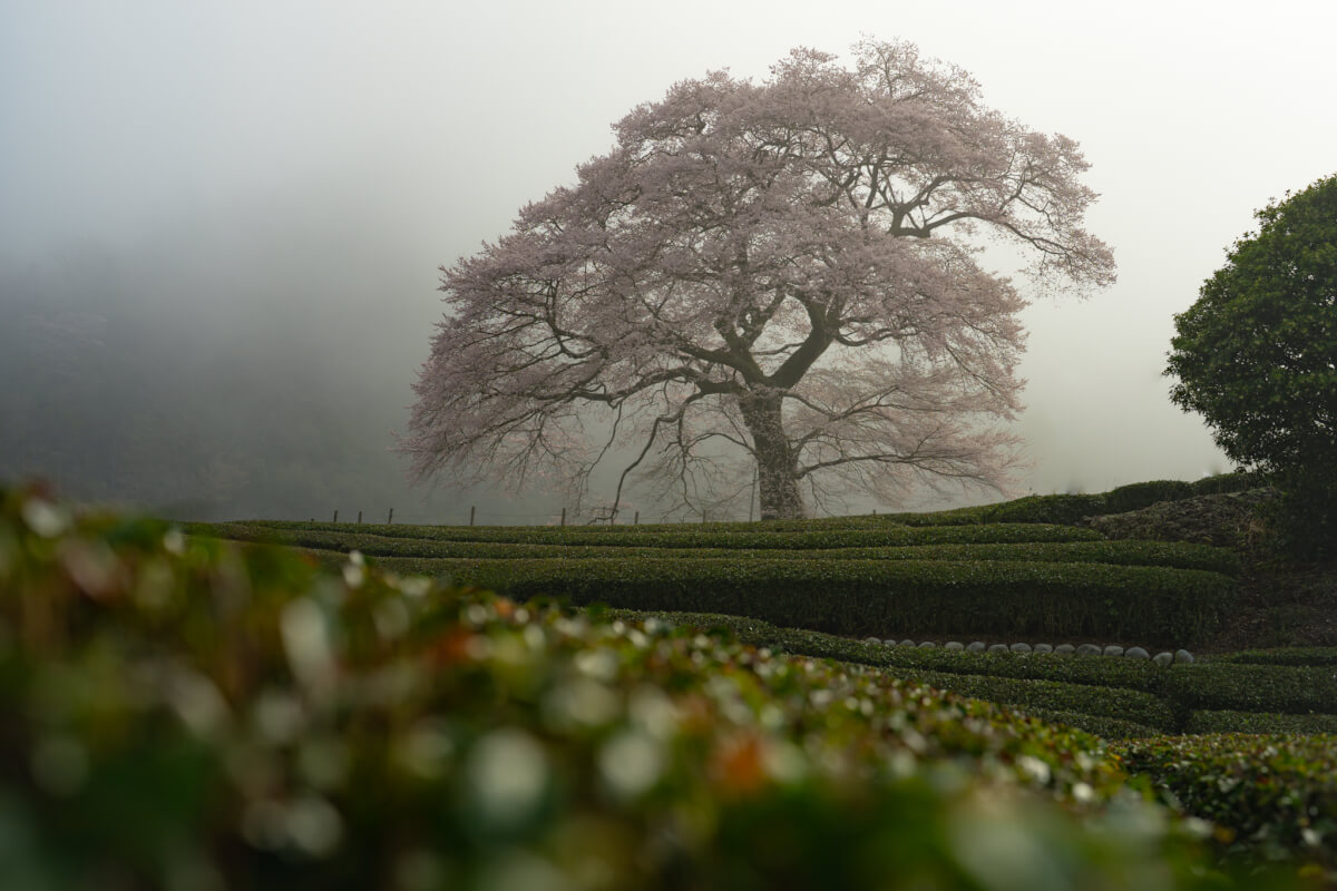 牛代の水目桜うしんしろのみずめざくら写真