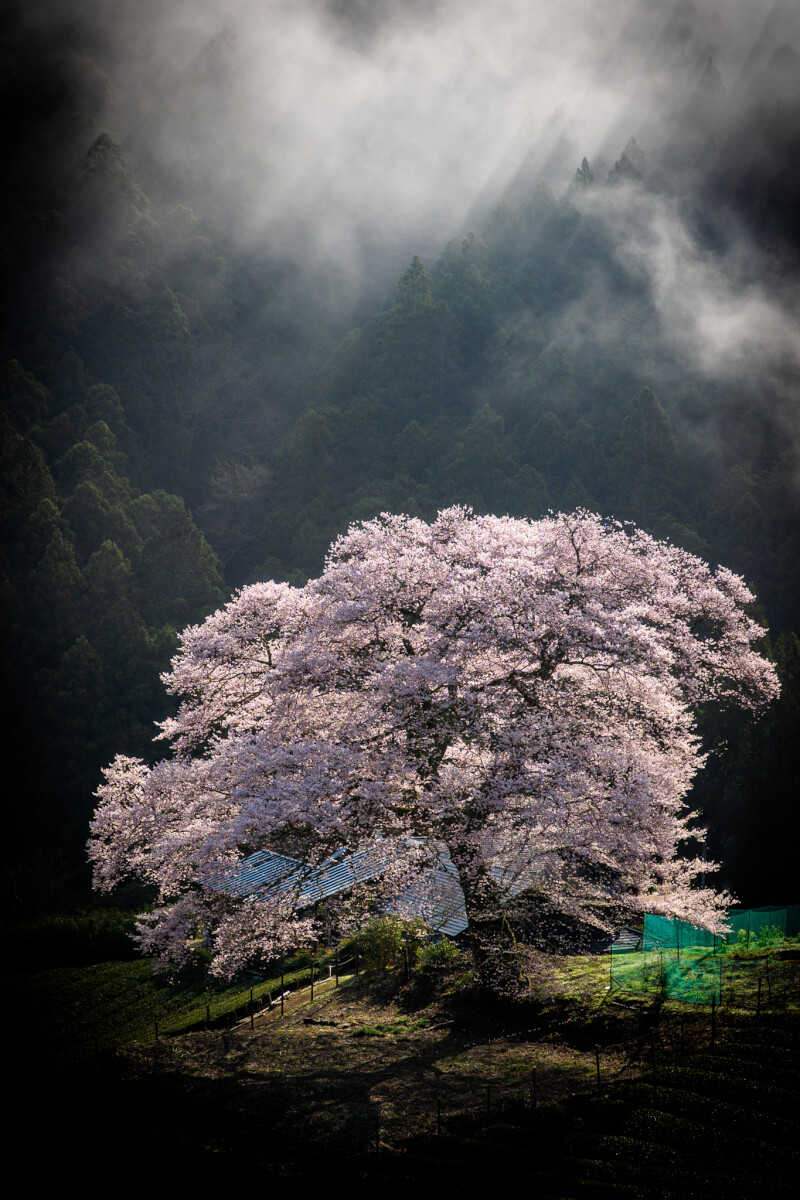 牛代の水目桜と光芒