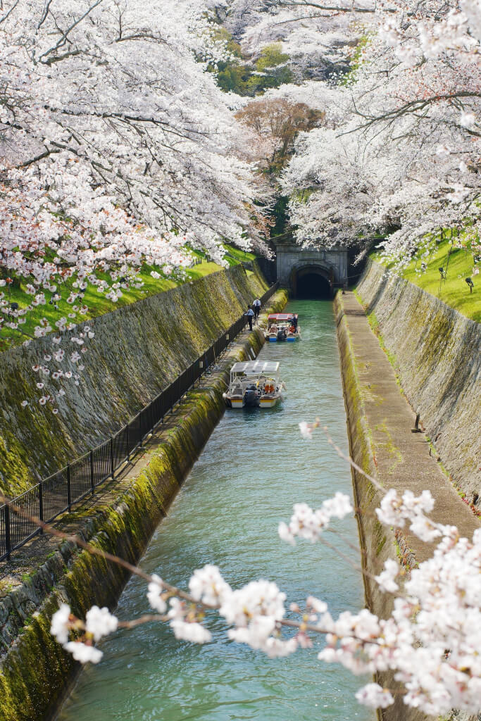 琵琶湖疏水の桜写真