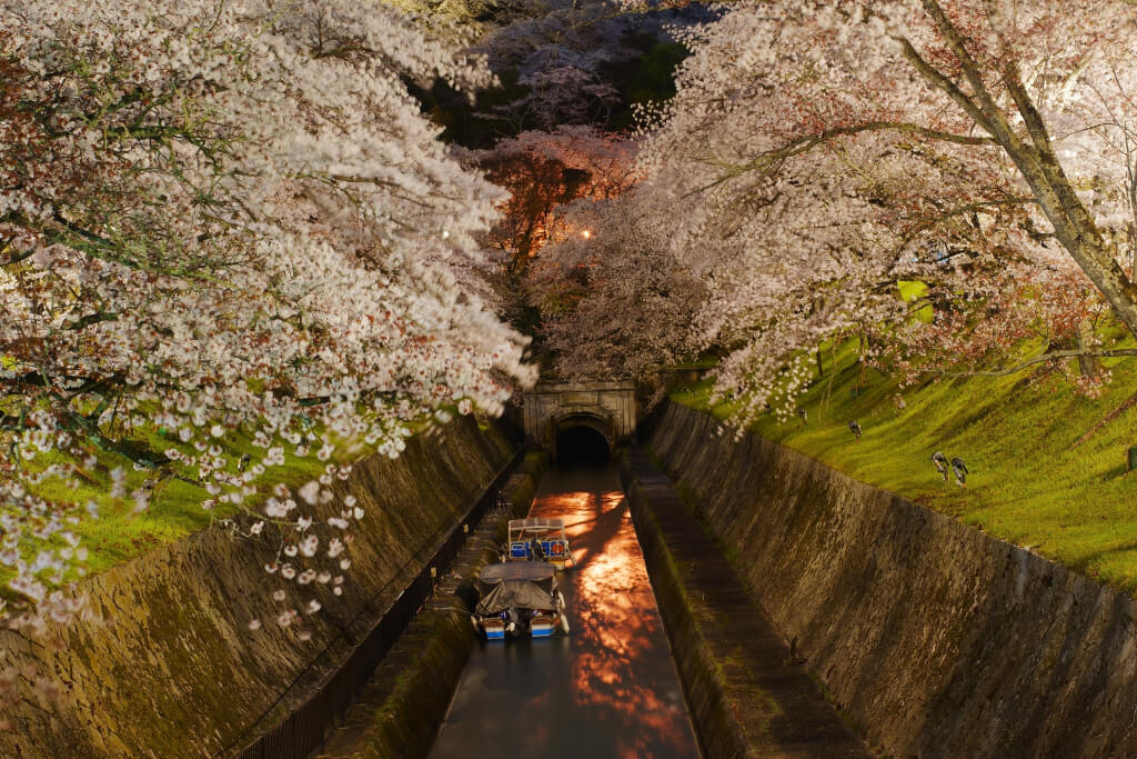 琵琶湖疏水の桜写真