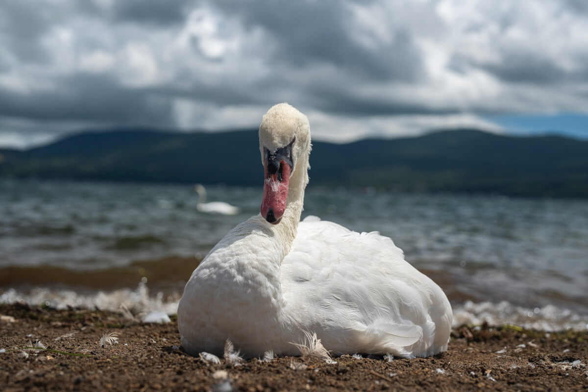 白鳥浜