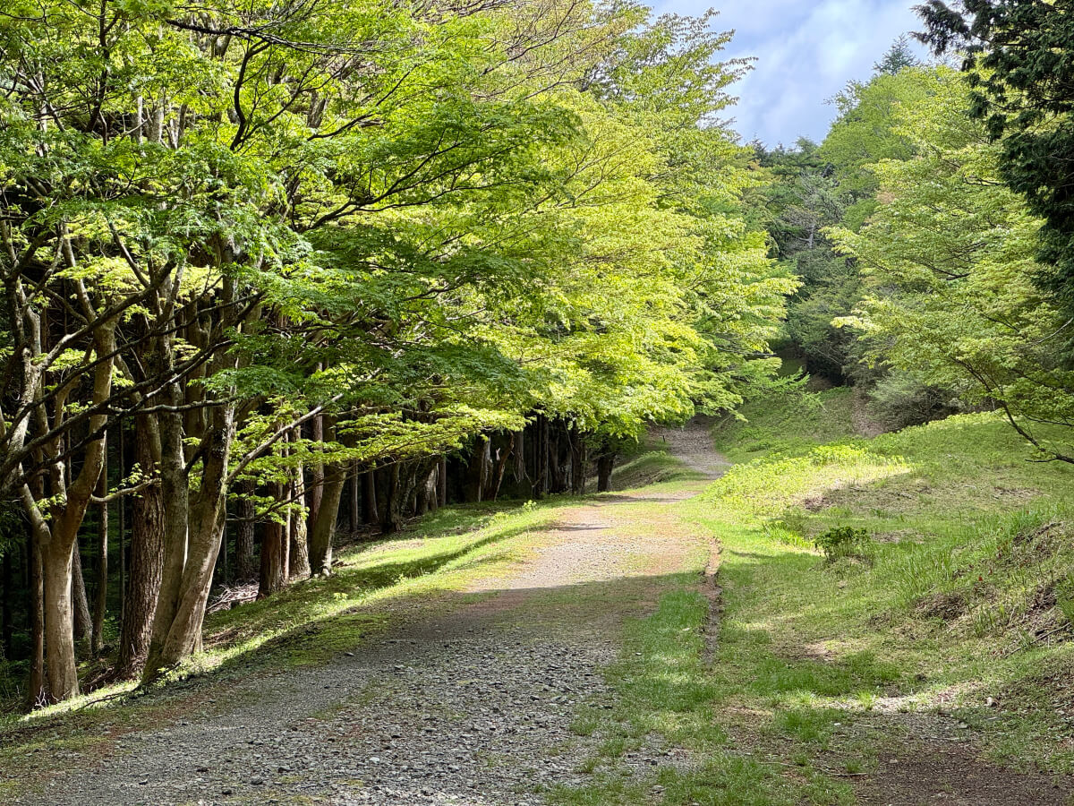 箱根八里石畳ランニング