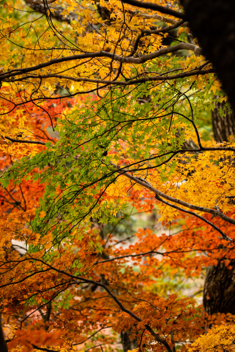 精進湖パノラマ台紅葉写真